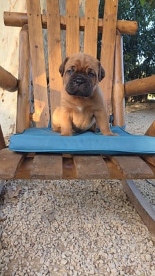 Les chiots de Dogue de Bordeaux