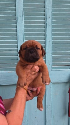 Les chiots de Dogue de Bordeaux