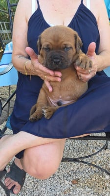 Les chiots de Dogue de Bordeaux