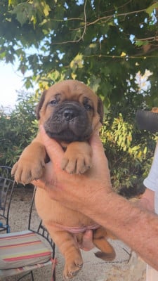 Les chiots de Dogue de Bordeaux