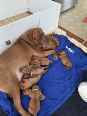Chiot N°6 - Dogue de Bordeaux