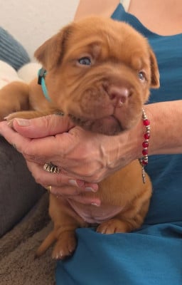 Dogue de Bordeaux