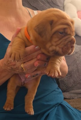 Chiot N°2 - Dogue de Bordeaux