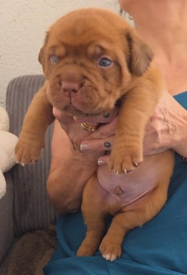Chiot N°3 - Dogue de Bordeaux