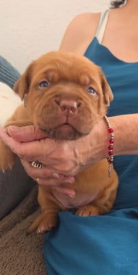 Chiot N°4 - Dogue de Bordeaux