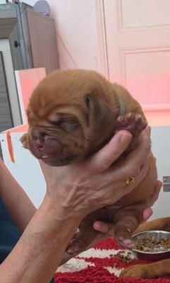 Chiot N°5 - Dogue de Bordeaux