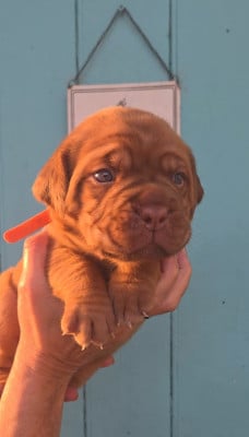 Les chiots de Dogue de Bordeaux