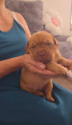 Les chiots de Dogue de Bordeaux