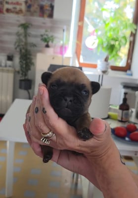 Chiot N°1 - Bouledogue français