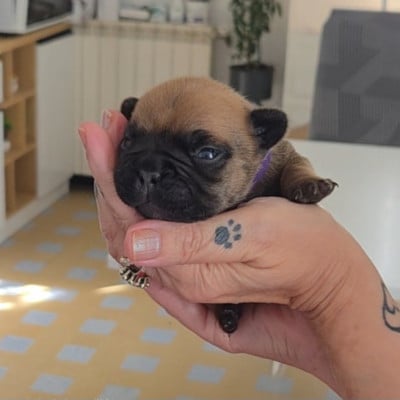 Chiot N°2 - Bouledogue français