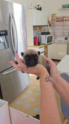 Chiot N°3 - Bouledogue français