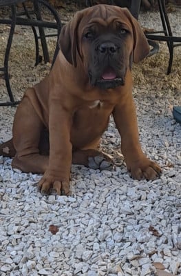 Les chiots de Dogue de Bordeaux