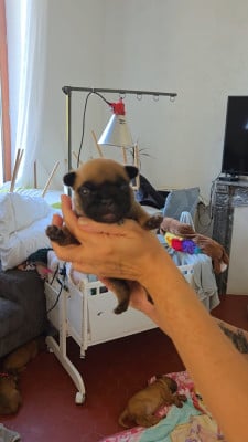 Les chiots de Bouledogue français