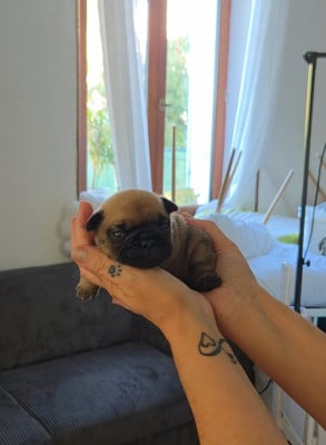 Les chiots de Bouledogue français