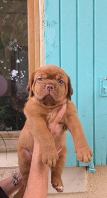 Les chiots de Dogue de Bordeaux