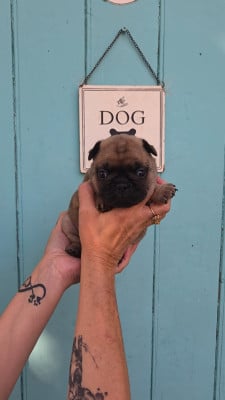 Les chiots de Bouledogue français