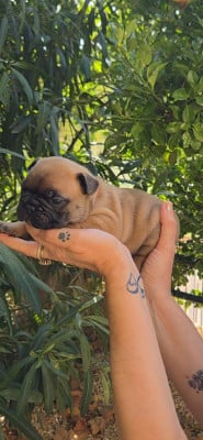 Les chiots de Bouledogue français