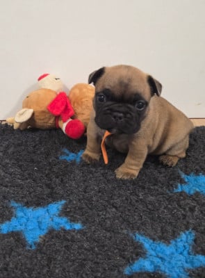 Les chiots de Bouledogue français