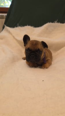 Les chiots de Bouledogue français