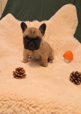 Les chiots de Bouledogue français