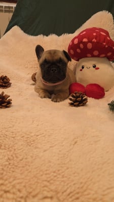 Les chiots de Bouledogue français