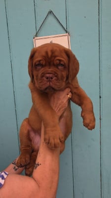Les chiots de Dogue de Bordeaux