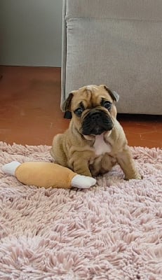 Les chiots de Bouledogue français