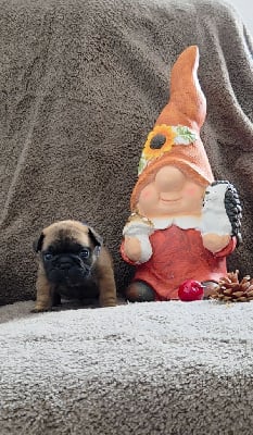 Les chiots de Bouledogue français