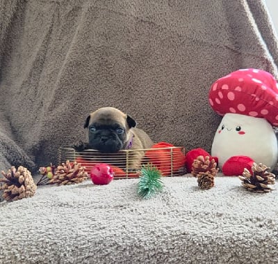 Les chiots de Bouledogue français