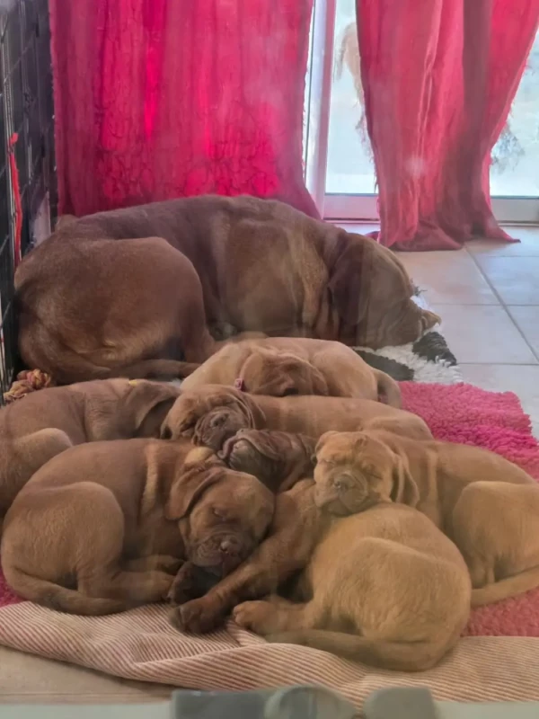 Dogue de Bordeaux - De La Riviere De Sunny