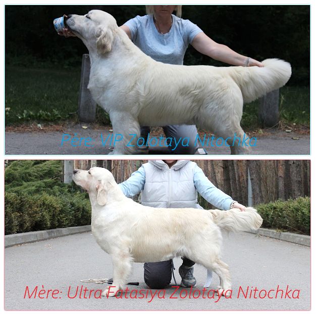 Ekler zolotaya nitochka