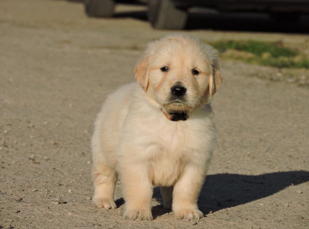 Chiot Elevage Valentin Imperadori Eleveur De Chiens Golden Retriever
