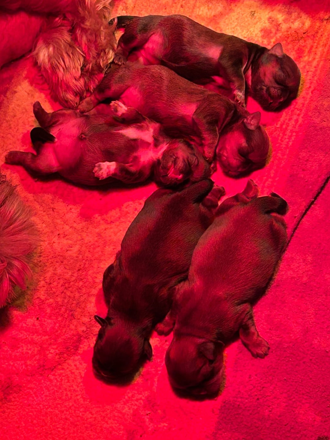 CHIOT 5