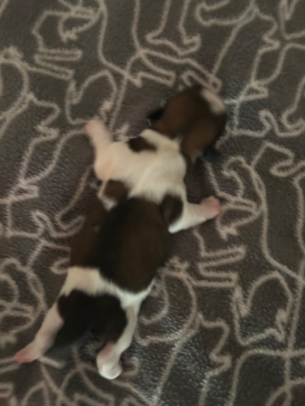 CHIOT 3 - Shih Tzu