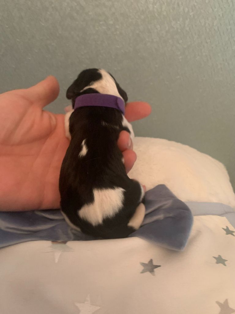 CHIOT - Cavalier King Charles Spaniel