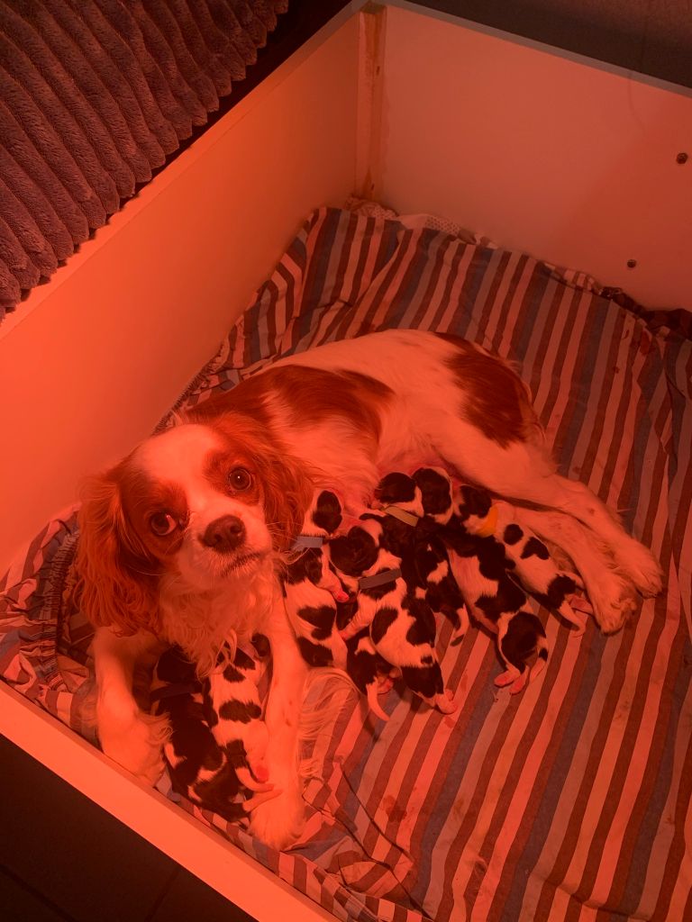 Cavalier King Charles Spaniel