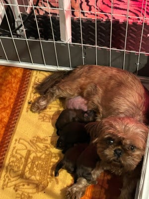 Les chiots de Shih Tzu