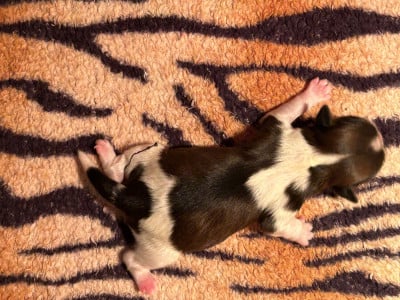 Les chiots de Shih Tzu