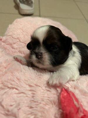 Les chiots de Shih Tzu