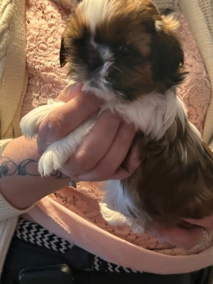 Les chiots de Shih Tzu