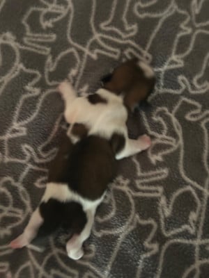CHIOT 3 - Shih Tzu