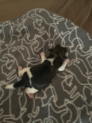 CHIOT 4 - Shih Tzu