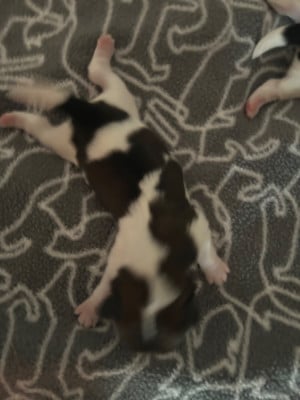 CHIOT 5 - Shih Tzu