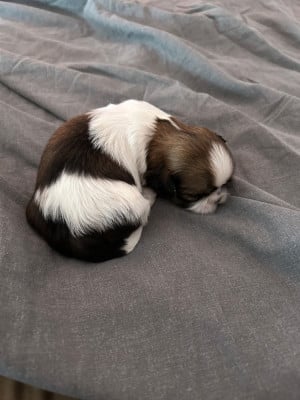 Les chiots de Shih Tzu