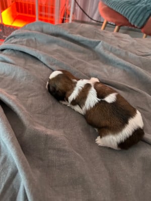 Les chiots de Shih Tzu