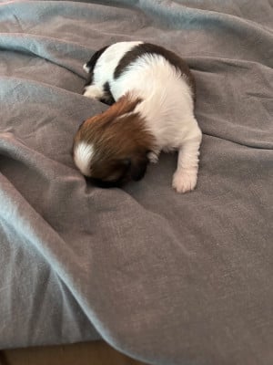 Les chiots de Shih Tzu