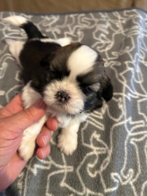 Les chiots de Shih Tzu