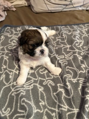 Les chiots de Shih Tzu