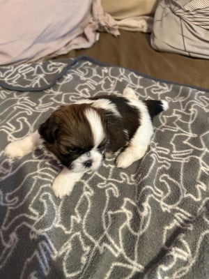 Les chiots de Shih Tzu