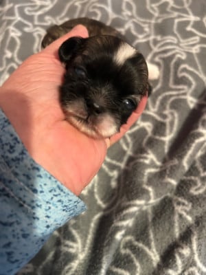 Shih Tzu